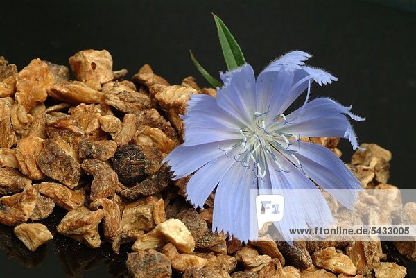 Wegwarte - eine Blüte auf getrockneten Wurzelstücken auf schwarzem Untergrund - gewöhnliche Wegwarte - Cichorium intybus L. - Gattung der Korbblütlergewächse - Blätter und Wurzel werden bei Appetitlosigkeit und Verdauungsbeschwerden verwendet - Die Pflanze enthält Bitterstoffe - Die Wurzel ist reich an Kohlenhydraten ( Inulin ) - Blauwarte - Heilpflanze - Blüten - blau - medizinische Verwendung -