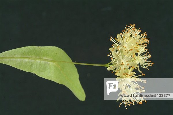 Lindenblüten - Blüten und Blatt auf schwarzem Hintergrund - Tiliae flos - Linde - enthält Flavonoide Schleimstoffe Gerbstoffe und ätherisches Öl - bei fieberhaften Erkältungskrankheiten und gegen Husten - schweißtreibend - zur Zubereitung von Tee - Heilpflanze - medizinische Verwendung -