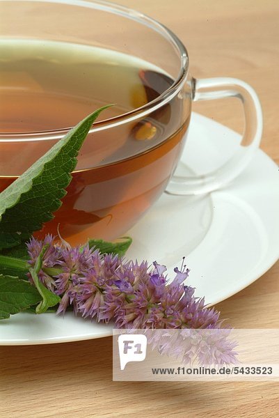 Tee aus Anisysop in gläserner Teetasse mit frischer Pflanze auf weißer Untertasse - Aniskraut - Anisysoptee - - Bienen- Duft- Gewürz- und Teepflanze - Staude mit violetten Blütenkerzen - die Blätter duften und schmecken nach Anis und sind für Tee- und Süßspeisen geeignet - medizinische Verwendung - Kräutertee
