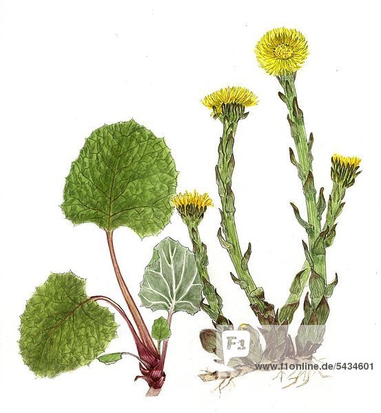 Huflattich ( Tussilago farfara ) - Huflattichpflanze mit vier Blüten   Wurzelstock und eigenständigen Blättern -