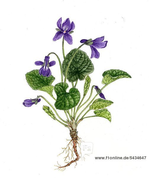 Veilchen   März-Veilchen ( Viola ororata ) - Pflanze mit Wurzelstock und Fünf Blüten -