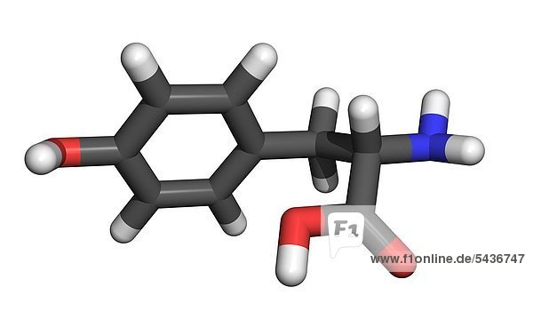 Die Aminosäure Tyrosin ist eine von 20 Aminosäuren die in Proteinen vorkommt
