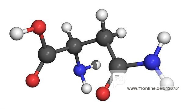 Die Aminosäure Asparagin ist eine von 20 Aminosäuren die in Proteinen vorkommt