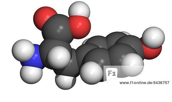 Die Aminosäure Tyrosin ist eine von 20 Aminosäuren die in Proteinen vorkommt