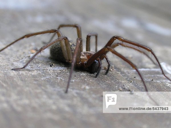 Nahaufnahme einer Spinne - Wolfsspinne auf einem Brett mit sehr langen Beinen -