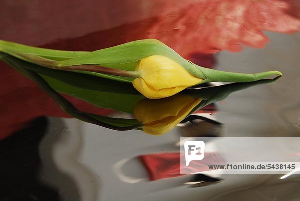 Eine gelbe nicht geöffnete Tulpe liegt auf einer glatten Oberfläche in der sich ein rotes Tuch spiegelt -