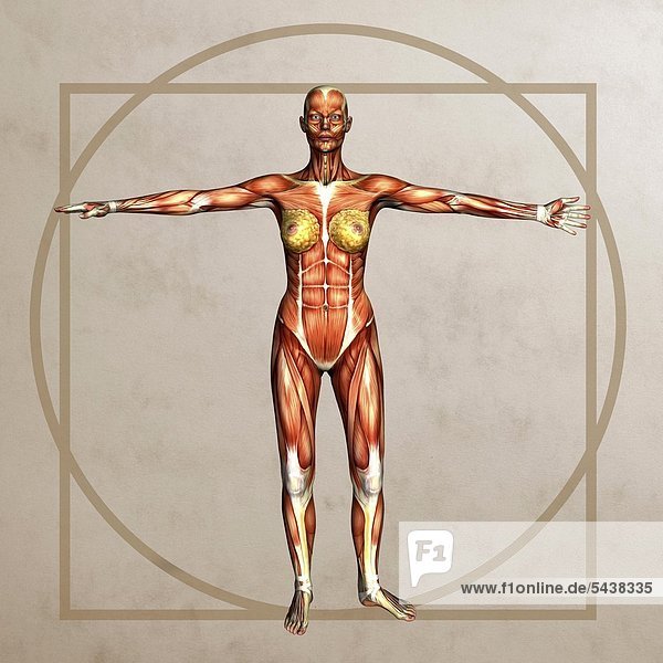 Anatomiegrafik - Weibliches Muskelmodell im Stil von Leonardo Da Vincis vitruvianischen Menschen