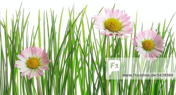 Daisy with grass in front of white background.