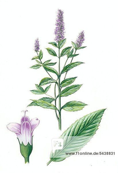 heilkruter herbs Peppermint Mentha x piperita kraeuter herbs medicinal herb