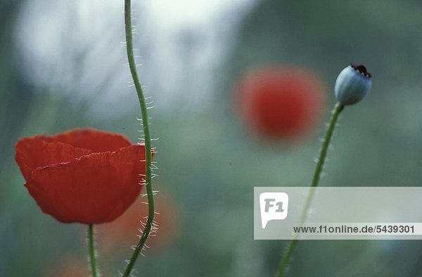 Klatschmohn Papaver rhoeas Blüte