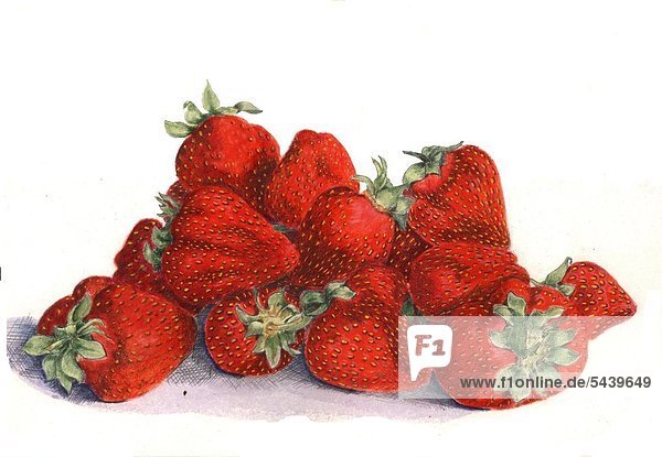 Erdbeeren  Früchte hingelegt