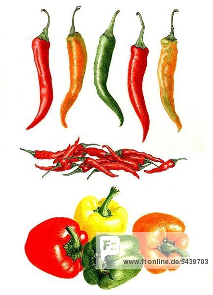 Peperonis  Chilis  Paprika  hingelegt  farbiger Hintergrund