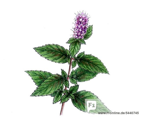 illustration - branch of plant - mint - spearmint
