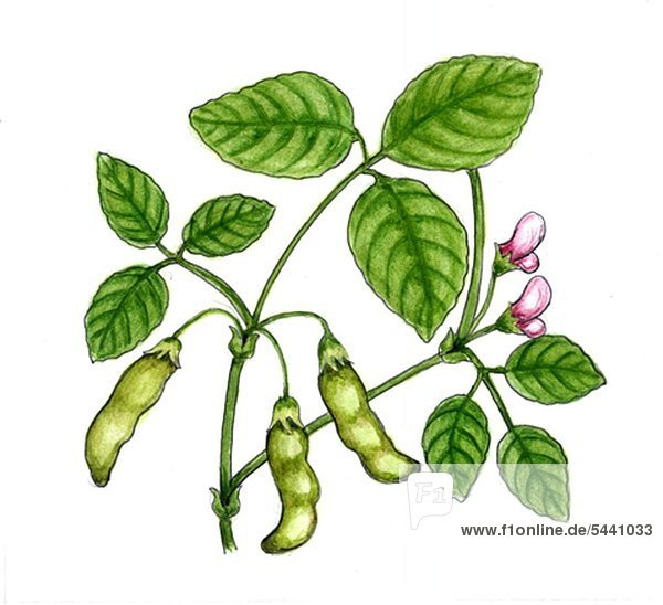Illustration - Pflanzenzweig von Sojabohne mit 2 Blüten und 3 Hülsenfrüchten