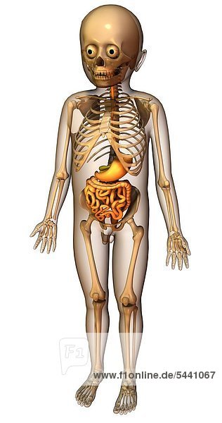 Anatomie Verdauung Skelett