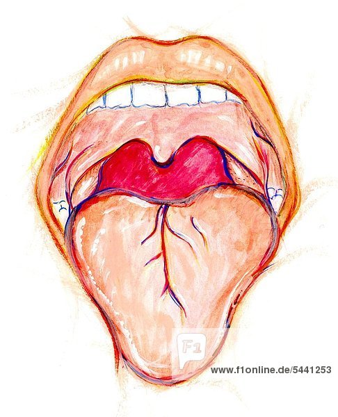 Illustration - Mund mit Zunge - Rachen -