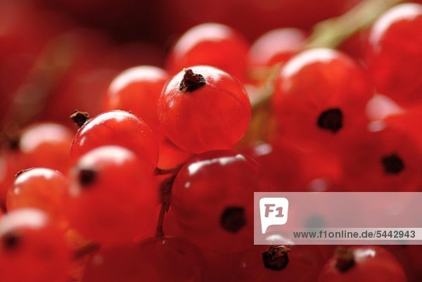 Johannisbeeren (rot) Rote Johannisbeere - Ribes rubrum - Inhaltsstoffe : Vitamin Vitamin C - Vitamin A - Zitronensäure Anwendung bei Gicht - -Rheuma - Küche