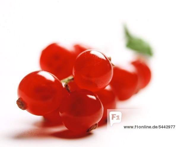 eine Traube roter Johannisbeeren auf weißem Grund Johannisbeeren (rot) Rote Johannisbeere Ribes rubrum Inhaltsstoffe : Vitamin C A Zitronensäure Anwendung bei Gicht Rheuma Küche