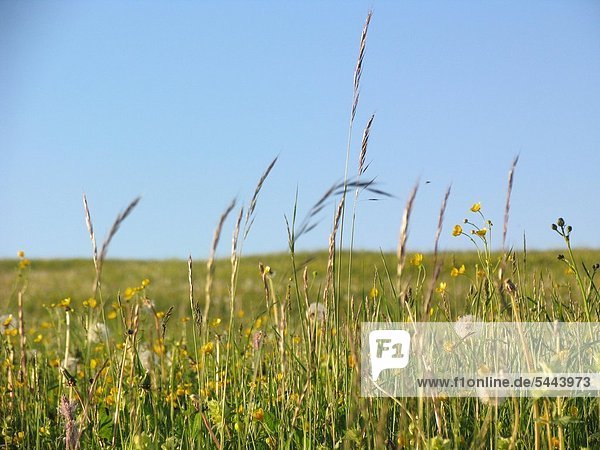 eine Blumenwiese mit Gräsern und Blüten vor blauem Himmel