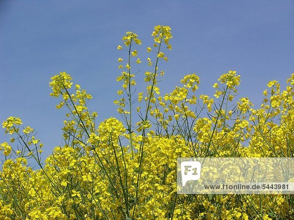 Rapspflanzen mit Blüten auf dem Feld vor blauem Himmel