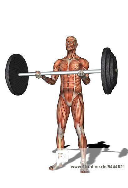 Muskelmann als Gewichtheber