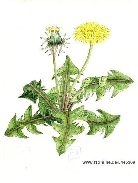 Löwenzahn - Pflanze mit zwei Blüten - Taraxacum officinale