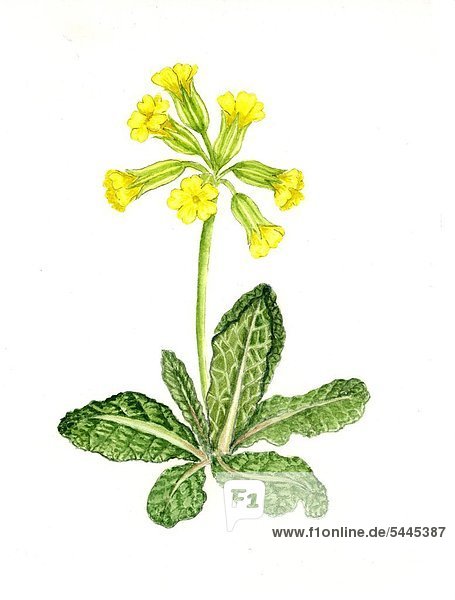 Primel - Pflanze mit Blütenstand - Primula officinalis - Himmelsschlüssel - Apothekerprimel - Wiesenblume - enthält Saponine - zum Lösen von Schleim und zur Erleichterung des Abhustens bei Husten und Bronchitis
