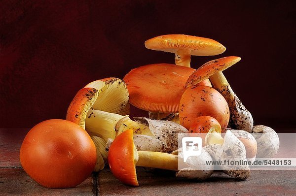 Caesar´s Mushroom  oronja  reig  amanita caesarea  Edible mushroom  Costa Brava  Girona  Spain  Europe