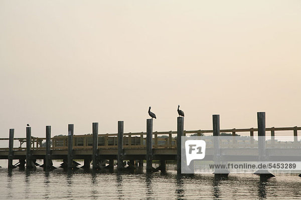 Zwei Pelikane  die jeweils auf den Holzpfählen eines Stegs ruhen.