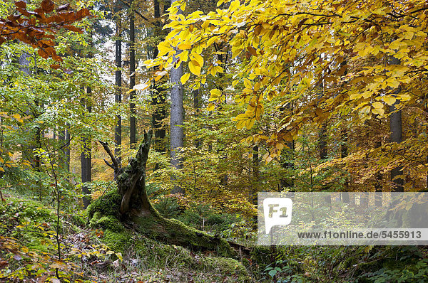 Autumn mood in the forest  Taunus mountain range  Hesse  Germany  Europe