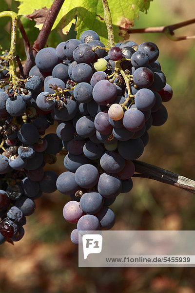 Trauben wachsen an Weinrebe  Ibiza  Balearen  Spanien  Europa