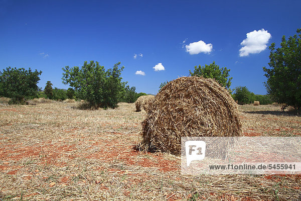 Straw bales in a harvested field  Ibiza  Balearic Islands  Spain  Europe