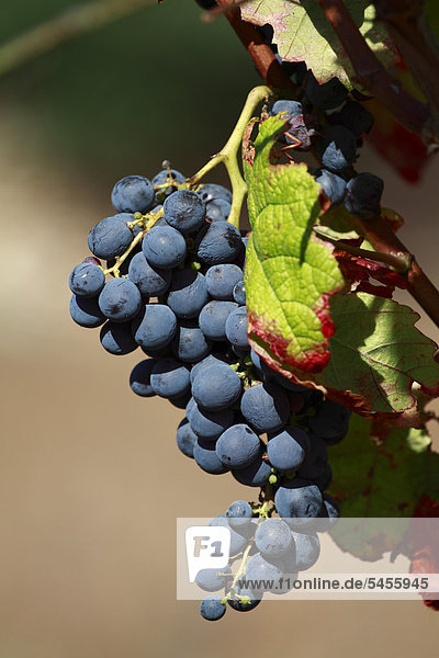 Trauben wachsen an Weinrebe  Ibiza  Balearen  Spanien  Europa