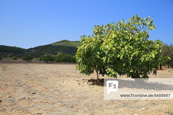 Feigenbaum (Ficus sp.)  Ibiza  Spanien  Europa