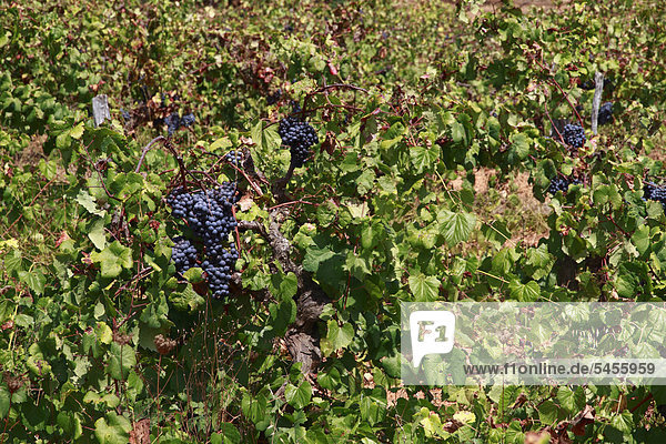 Grapes  Vine (Vitis vinifera) growing in vineyard  San Mateo valley  Ibiza  Spain  Europe