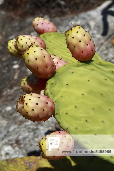 Prickly pear (Opuntia sp.)  Ibiza  Spain  Europe