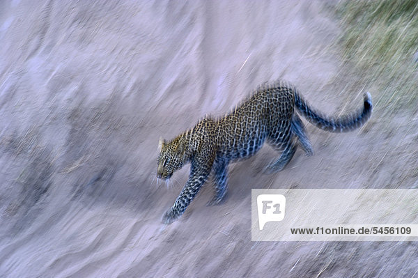 Leopard (Panthera Pardus)  Masai Mara  Kenia  Afrika