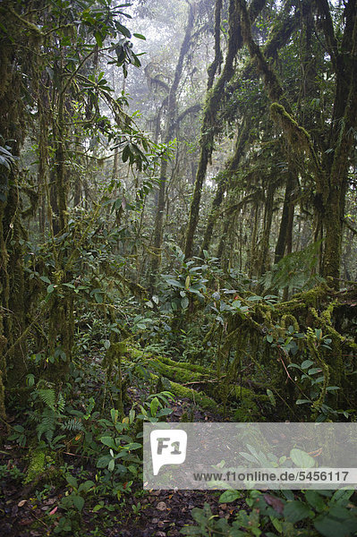 Benson's Trail in rain forest at 7  000 ft at Tari  Southern Highlands  Papua New Guinea  Oceania