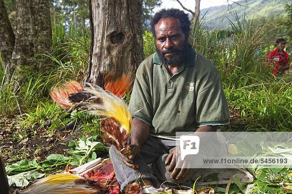 Man unpacking bird of paradise plumes including Lesser  Greater and Raggiana Birds of Paradise for headdresses at a Sing-sing at Paiya  Western Highlands  Papua New Guinea  Oceania
