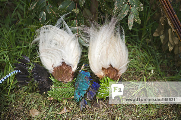 Lesser Bird of Paradise plumes for headdress at Paiya Show  Western Highlands  Papua New Guinea  Oceania