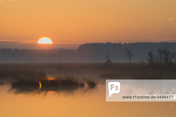 Sonnenaufgang im Moor  Tinner Dose  Haren  Emsland  Niedersachsen  Deutschland  Europa