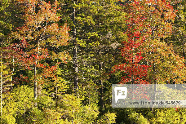 Ahornbaum und Kiefern im Herbst  West Bolton  Quebec  Kanada