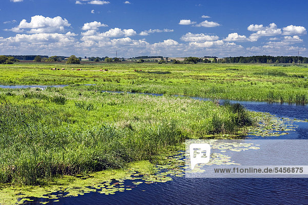 Narew-Fluss in der Nähe der Stadt Lapy Narwianski Nationalpark Polen Europa