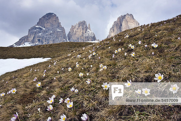 Frühlings-Kuhschellen oder Frühlings-Küchenschellen  Plan da Cuzin unterhalb des Gipfels vom Langkofel oder Sassolungo  Dolomiten  Italien  Europa