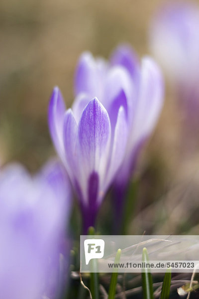 Frühlings-Krokus oder Frühlings-Safran (Crocus albiflorus)