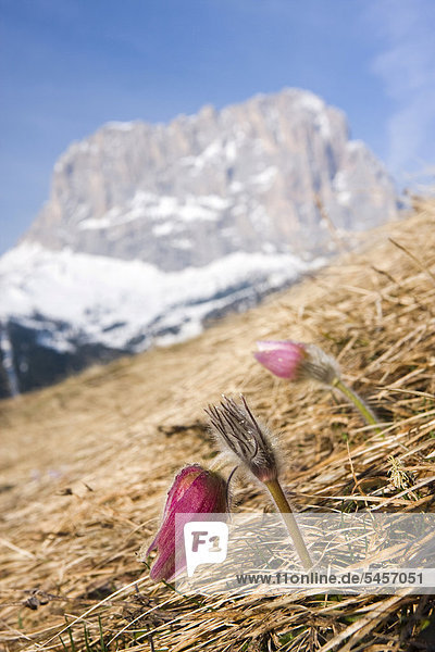 Frühlings-Kuhschelle oder Frühlings-Küchenschelle (Pulsatilla vernalis  Anemone vernalis) vor dem Gipfel des Langkofel or Sassolungo  Dolomiten  Italien  Europa