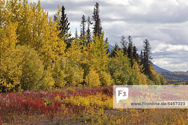 Farbaufnahme Farbe Fernverkehrsstraße Herbst vorwärts Yukon Kluane Nationalpark