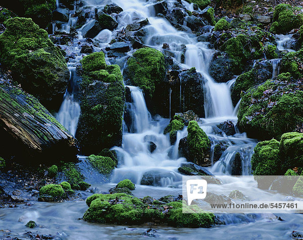 Wasser im Wald  Wildbach  Glasbach  Nordrhein-Westfalen  Deutschland  Europa