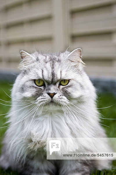 Chinchilla-Persian cat