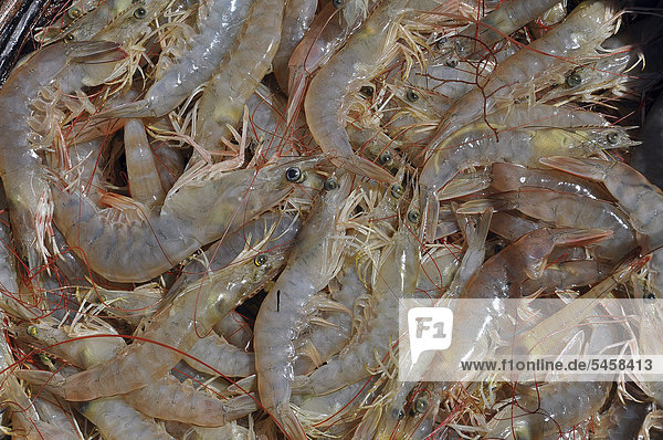 Freshly caught shrimp  Jericoacoara  Cear·  Brazil  South America
